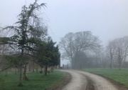 23rd Jan 2020 - Hens on a foggy walk!