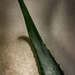 Aloe vera by rumpelstiltskin