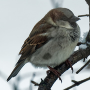 23rd Jan 2020 - male house sparrow 