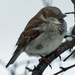 male house sparrow  by rminer