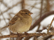 23rd Jan 2020 - female house sparrow