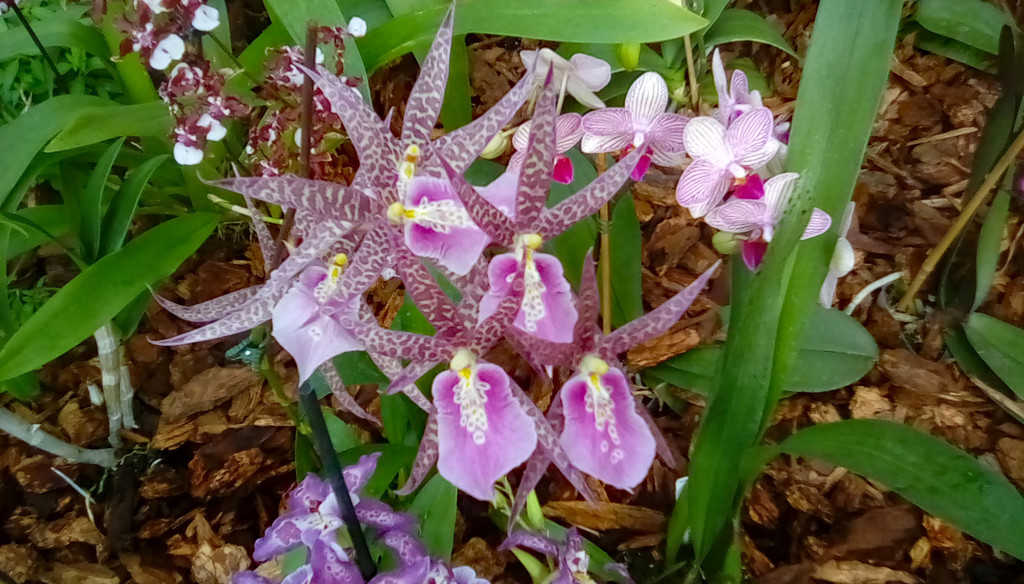 Orchid 5 by larrysphotos