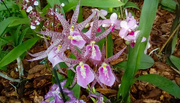 23rd Jan 2020 - Orchid 5