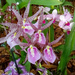 Orchid 5 by larrysphotos