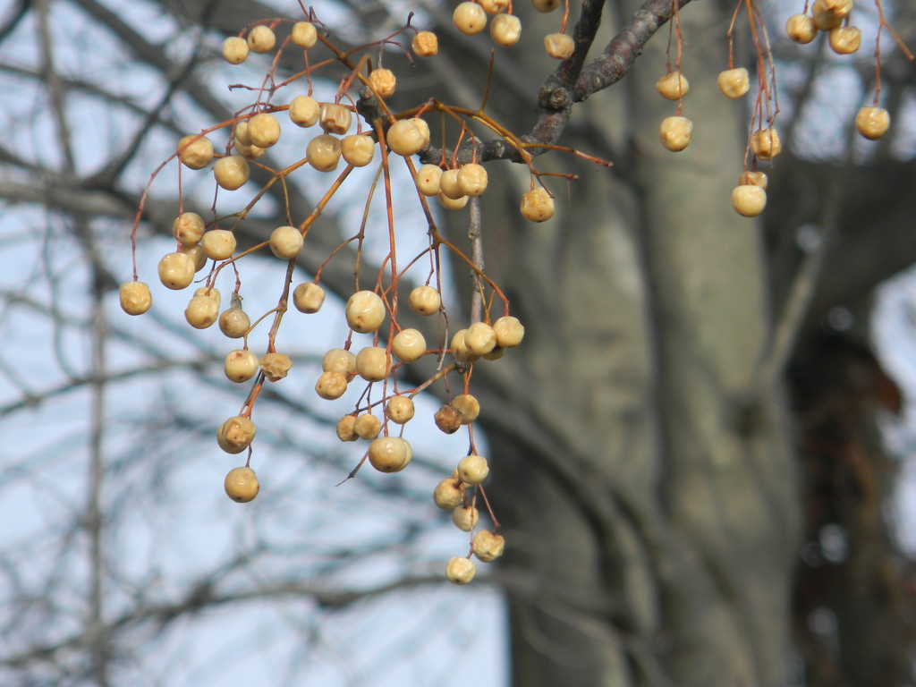 Seeds on Tree by sfeldphotos