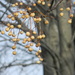 Seeds on Tree by sfeldphotos