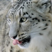 23rd Jan 2020 - Snow Leopard Up Close