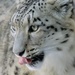 Snow Leopard Up Close by randy23