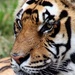 Tiger Profile by randy23