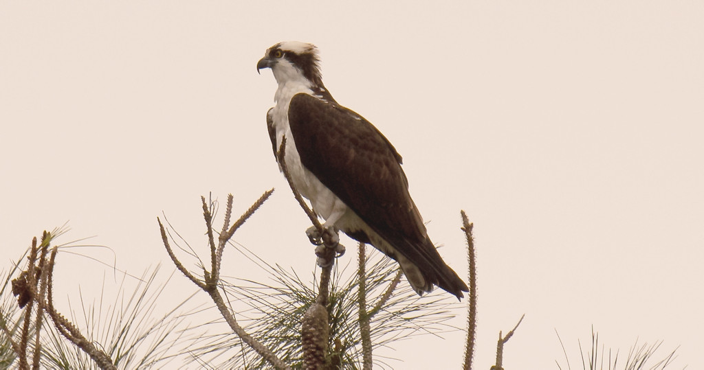 Today's Osprey! by rickster549