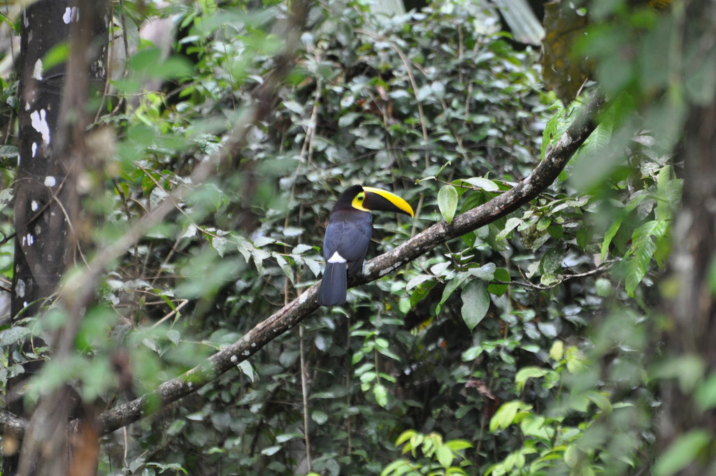 Veragua Rainforest by frantackaberry