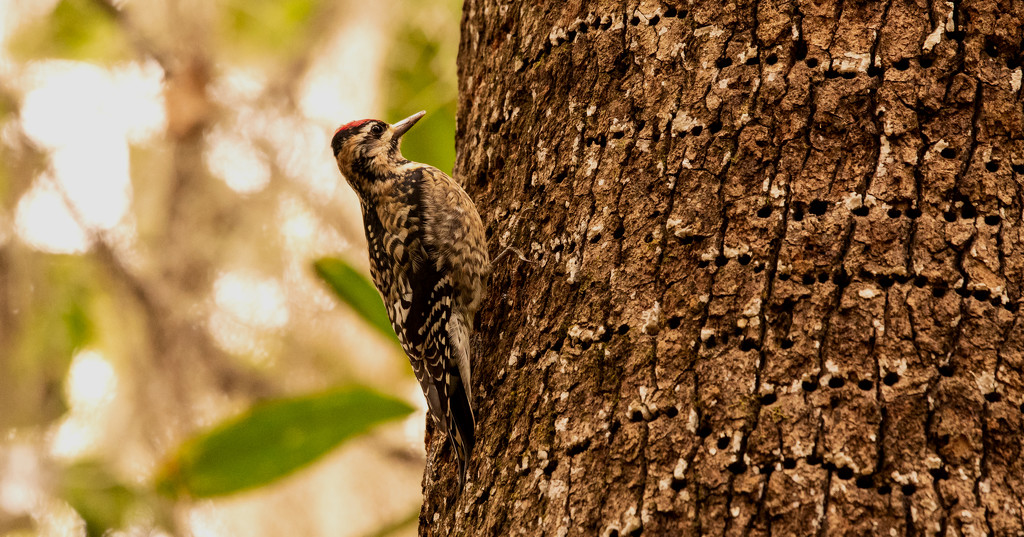 Downy Woodpecker, I Think! by rickster549