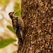 Downy Woodpecker, I Think! by rickster549