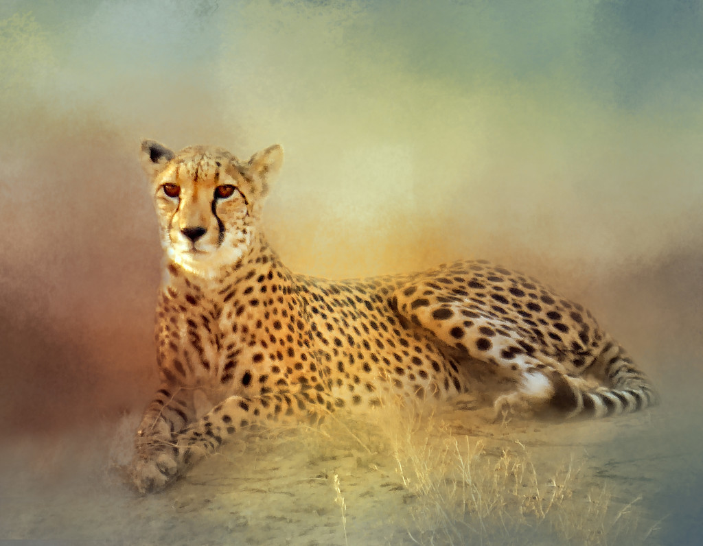 Cheetah  by ludwigsdiana