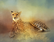 24th Jan 2020 - Cheetah 