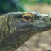 Komodo Dragon Green by kph129