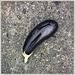 Eggplant in transit by mastermek