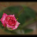miniature rose by koalagardens