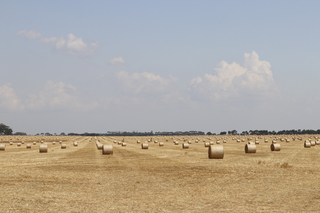 Hay for fire affected farms by gilbertwood