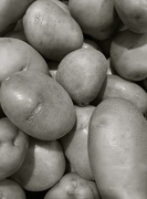 20th Jan 2020 - Spuds