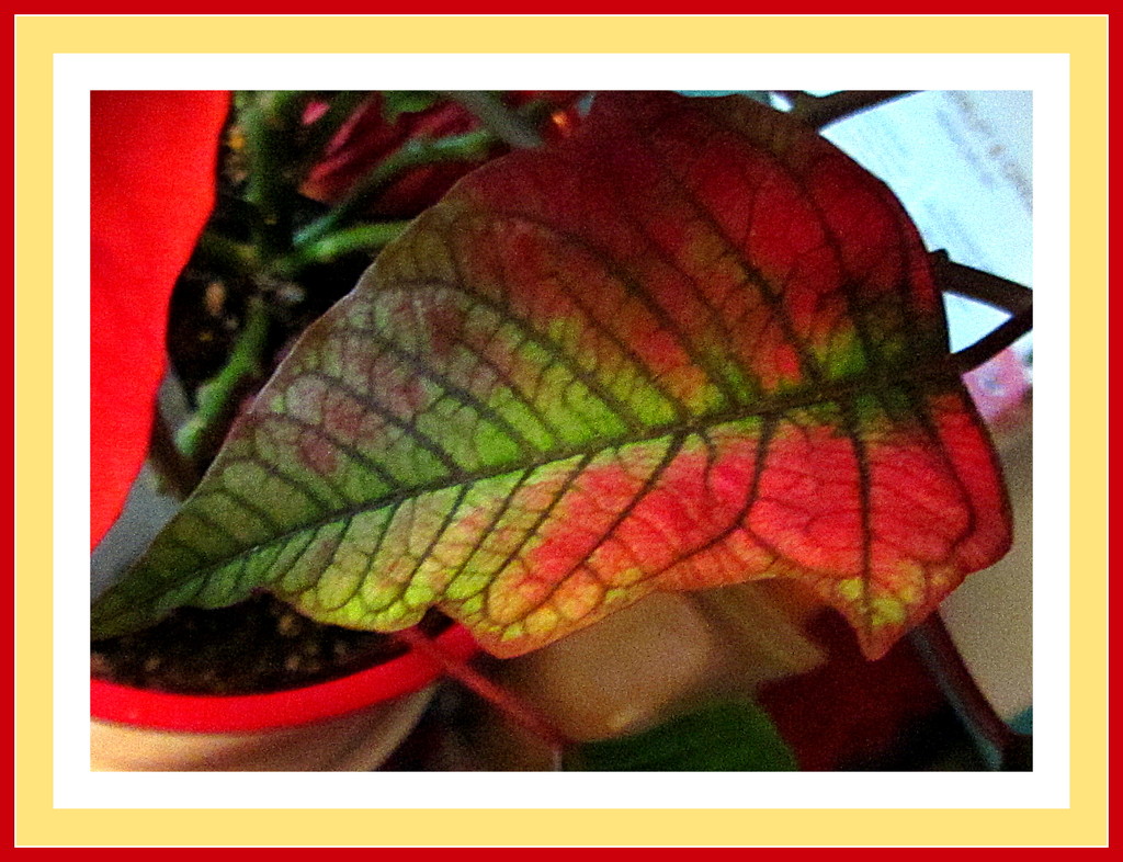 A colourful Ponsettia leaf. by grace55