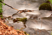 24th Jan 2020 - Branches in the stream......