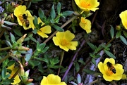 25th Jan 2020 - Busy Bees & Yellow Flowers ~   