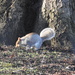 Squirrel by oldjosh