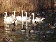 20th Jan 2020 - Swans Geese and Ducks