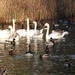 Swans Geese and Ducks by oldjosh