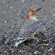 24th Jan 2020 - Red-bellied woodpecker