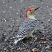 Red-bellied woodpecker by tunia
