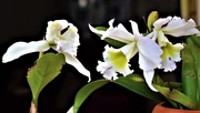 25th Jan 2020 - Beautiful Orchids ~ 