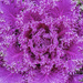 Pink Ornamental Cabbage by k9photo