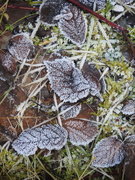 21st Jan 2020 - Frosted Leaves