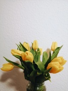 24th Jan 2020 - Tulips