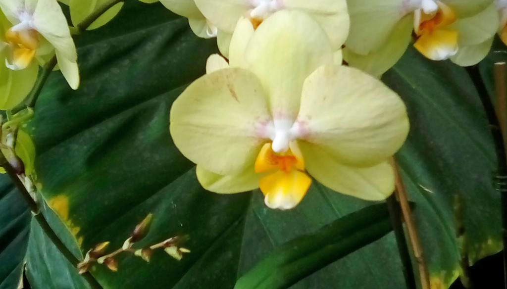 Orchid 6 by larrysphotos
