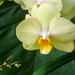 Orchid 6 by larrysphotos