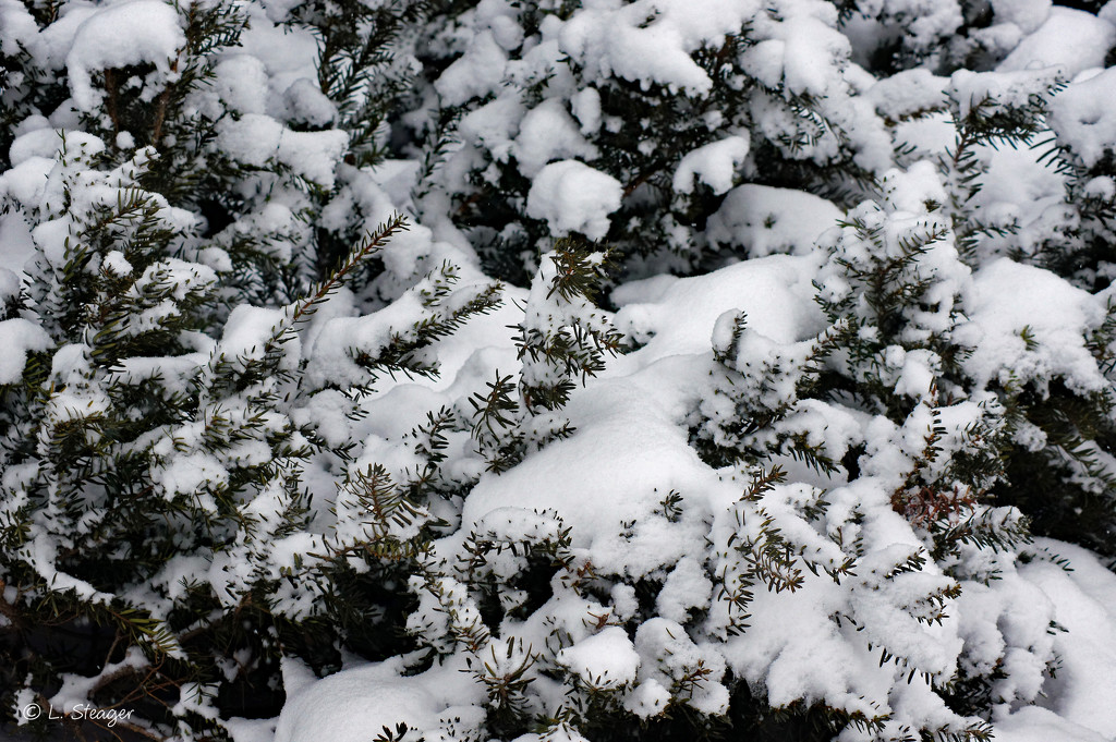 Snow on the tree by larrysphotos