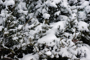 24th Jan 2020 - Snow on the tree