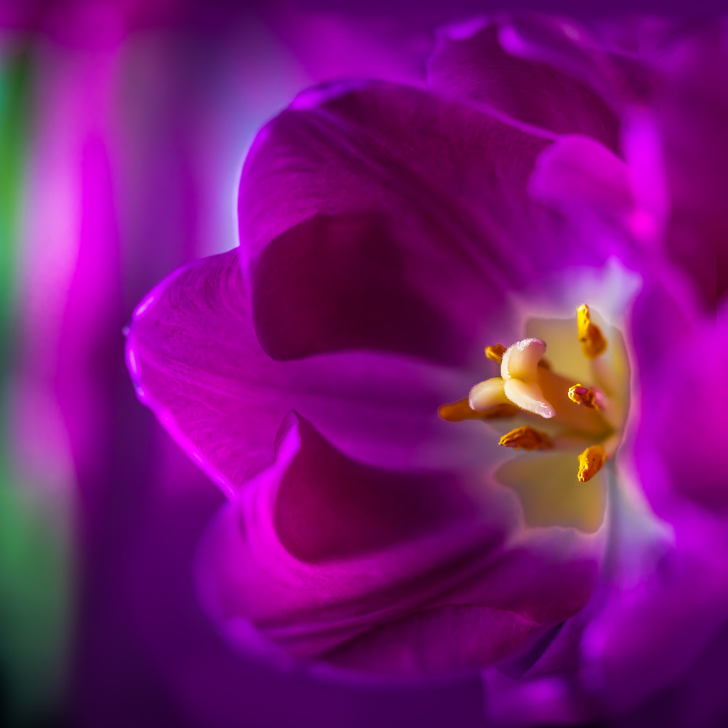 tulip closeup by jernst1779