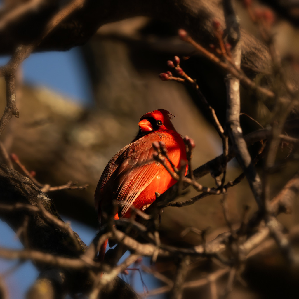 cardinal with a twig frame by jernst1779