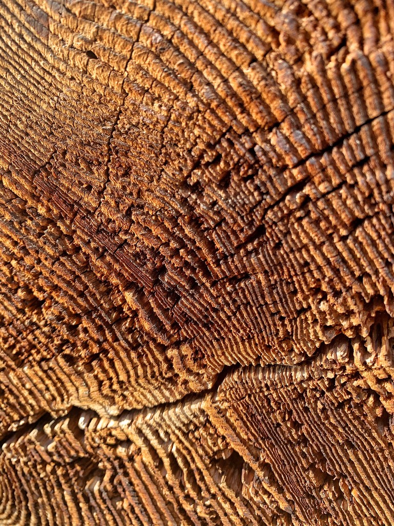 Wood texture.  by cocobella