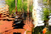 24th Jan 2020 - Reflections on a Koi Pond
