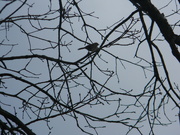 24th Jan 2020 - Bird Sitting in Tree