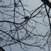 Bird Sitting in Tree by sfeldphotos