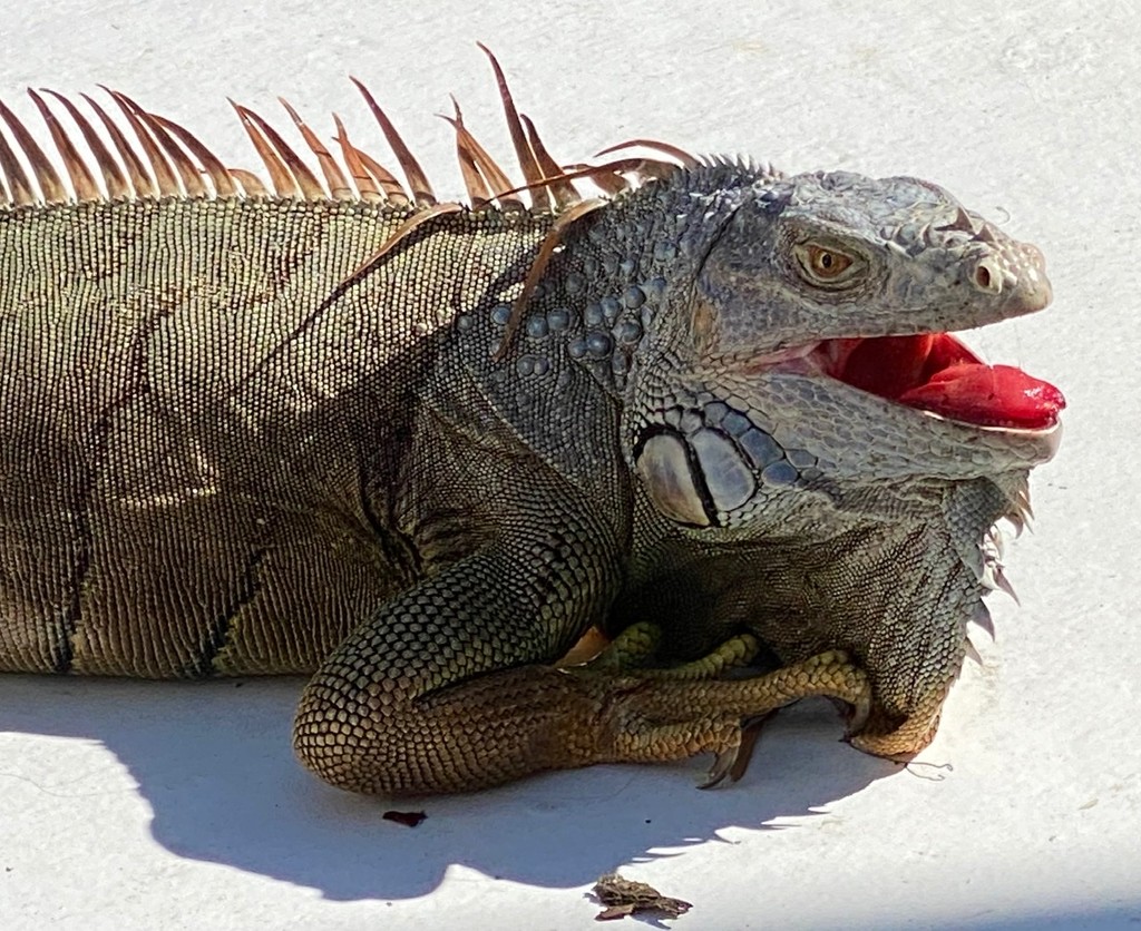 Iguanas Falling From Trees by kathyladley