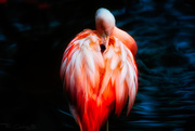 24th Jan 2020 - Flamingo Friday '20 04