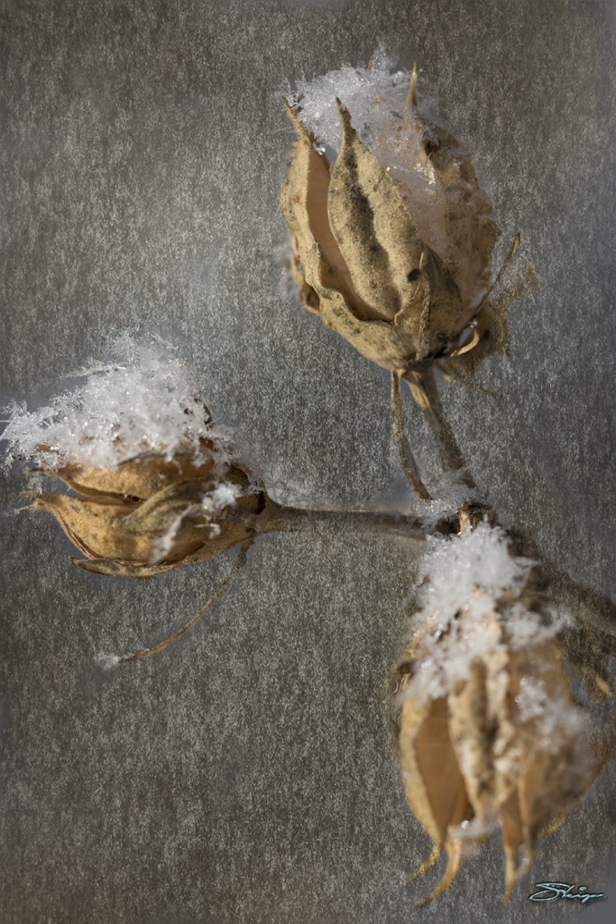 Frosty Rose of Sharon Pods by skipt07