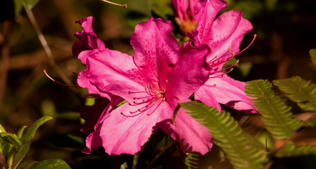 The Azaleas are in Full Bloom! by rickster549